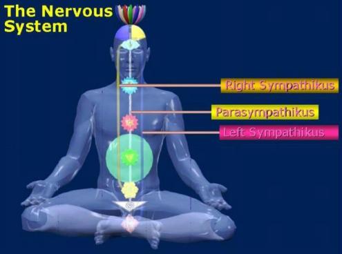 https://sahajapower.files.wordpress.com/2010/02/nervous-system-yoga.jpg